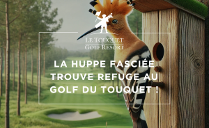 Préserver la biodiversité : des nichoirs pour la huppe fasciée au Golf du Touquet - Open Golf Club