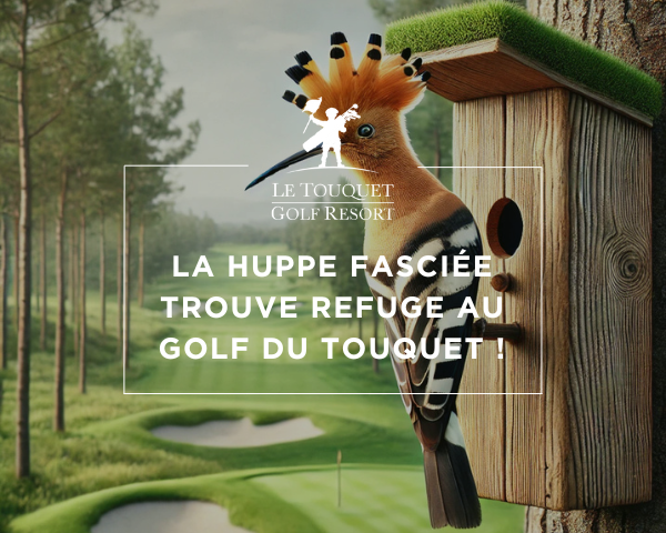 Préserver la biodiversité : des nichoirs pour la huppe fasciée au Golf du Touquet - Open Golf Club